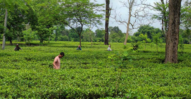 Reclaiming the Freshness of Chai 2 Fute Fusion - Reclaiming the Freshness of Chai